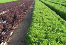 hydroponic system in Spain,