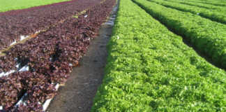 hydroponic system in Spain,