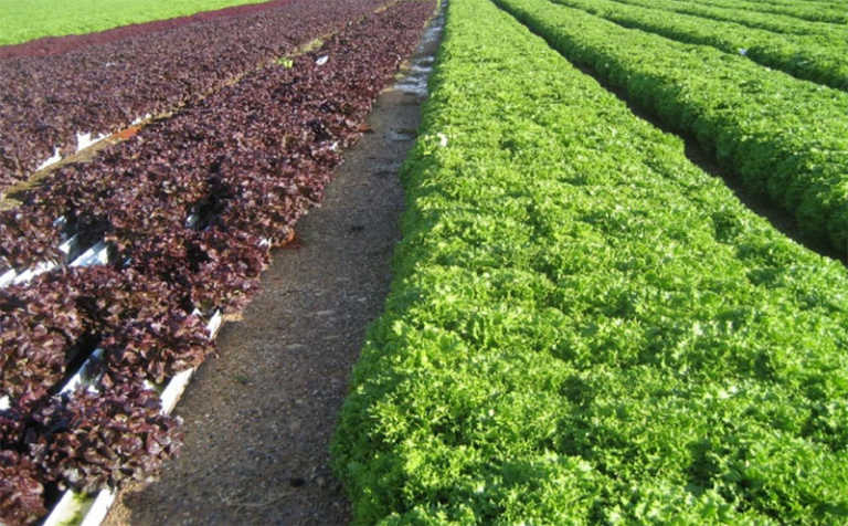 The origins of hydroponic farming