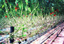 Light and its effects on plant growth