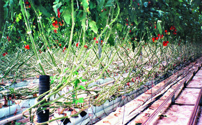 Light and its effects on plant growth Light and its effects on plant growth