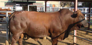 Sernick Bonsmara cattle auction fetches R15 million