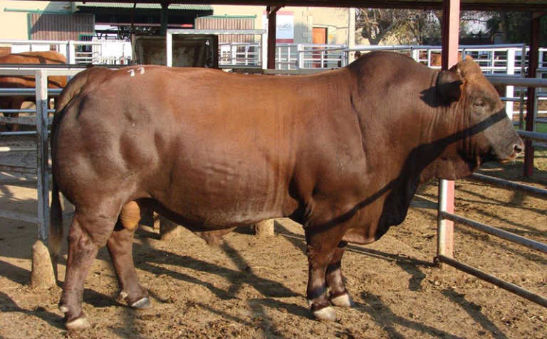 Sernick Bonsmara cattle auction fetches R15 million
