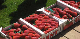 University wins court battle over its strawberry development.