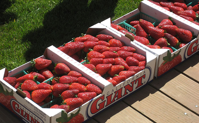 University of California wins strawberry spat