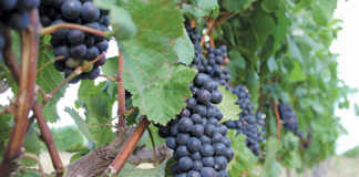 Wine of Origin Cape Town: A boost for SA wine industry