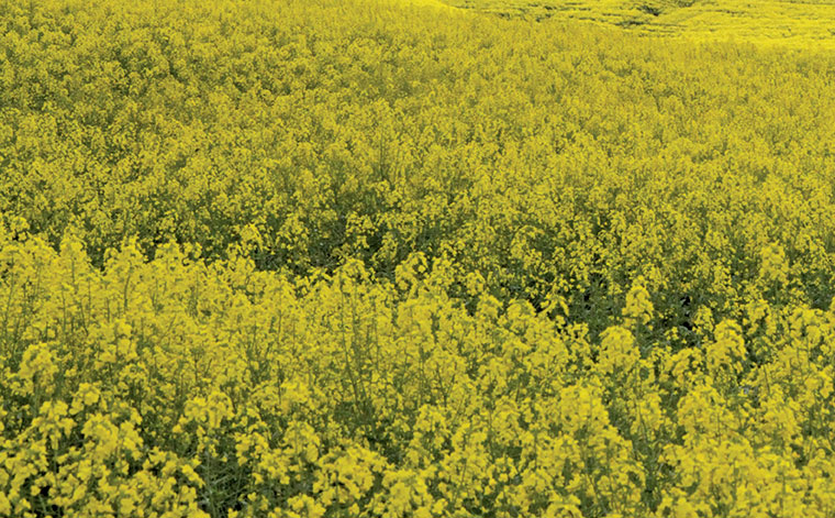 EU farmers seek 15 year renewal for glyphosate use EU farmers seek 15 year renewal for glyphosate use