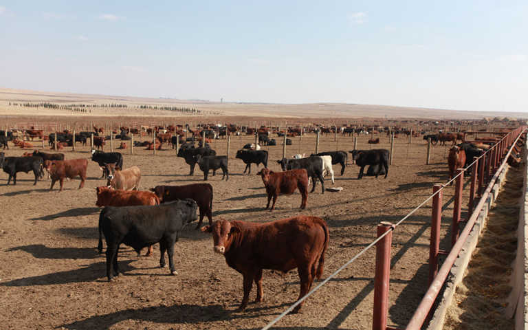 Meat companies raided following price collusion allegations Meat companies raided following price collusion allegations