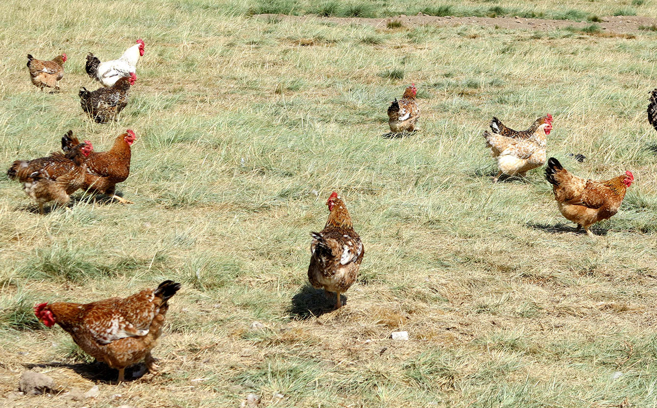 Registration now compulsory for live chicken traders