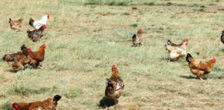Lack of government support for poultry industry
