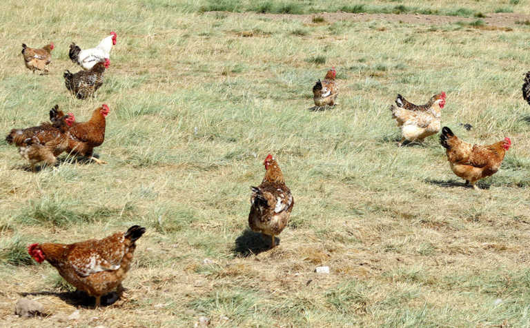 Lack of government support for poultry industry