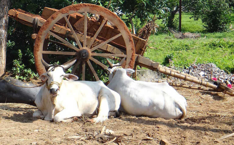 India’s cattle slaughter ban strongly opposed