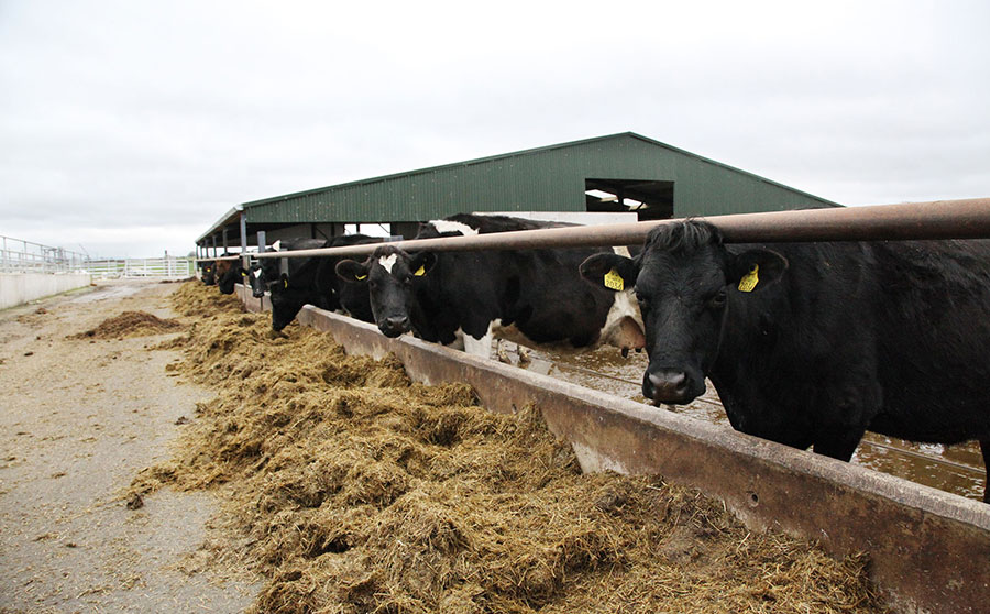 Low-input dairy production in Ireland