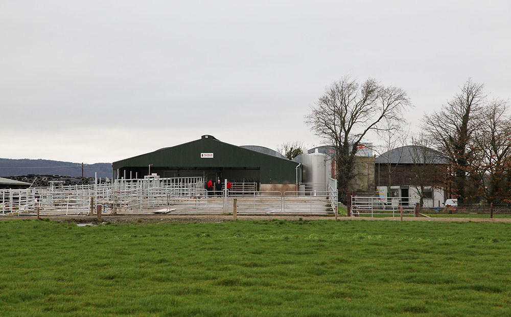 Low-input dairy production in Ireland
