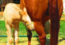 Ovulation and fertility
