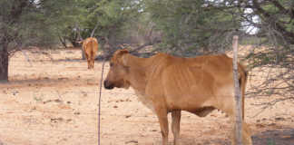 A message for the drought fund thieves