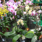 Orchids growing in pots