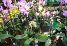 Orchids growing in pots