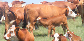 Testing fertility of a cow