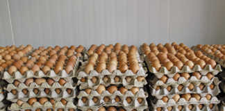 Egg producers extremely concerned about avian influenza