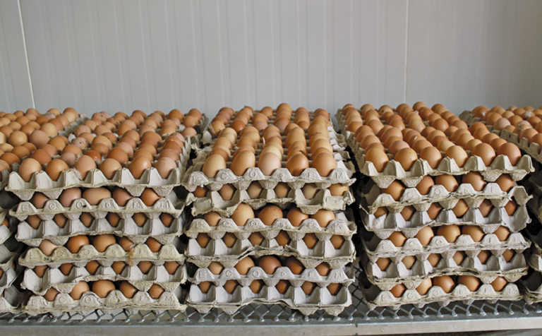 Egg producers extremely concerned about avian influenza