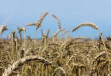 Wheat production gets boost in Zimbabwe