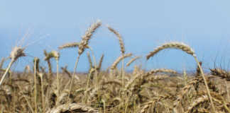 Wheat production gets boost in Zimbabwe
