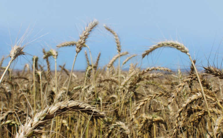 Wheat production gets boost in Zimbabwe