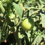 Karl van Rensburg’s tomatoes for the fresh produce market are harvested by hand.