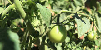 Karl van Rensburg’s tomatoes for the fresh produce market are harvested by hand.