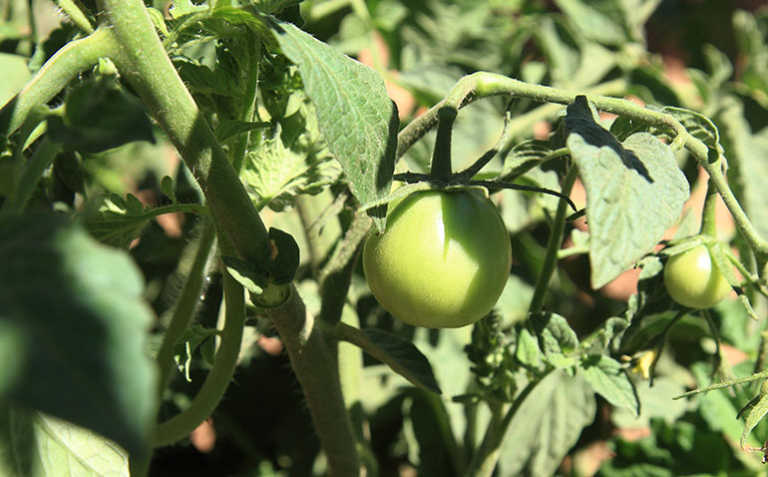 Cash crops can combat low grape prices – Part 2 Cash crops can combat low grape prices – Part 2