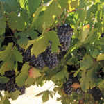 Diversification beats poor wine grape prices