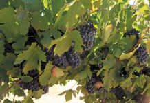 Diversification beats poor wine grape prices