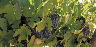 Diversification beats poor wine grape prices