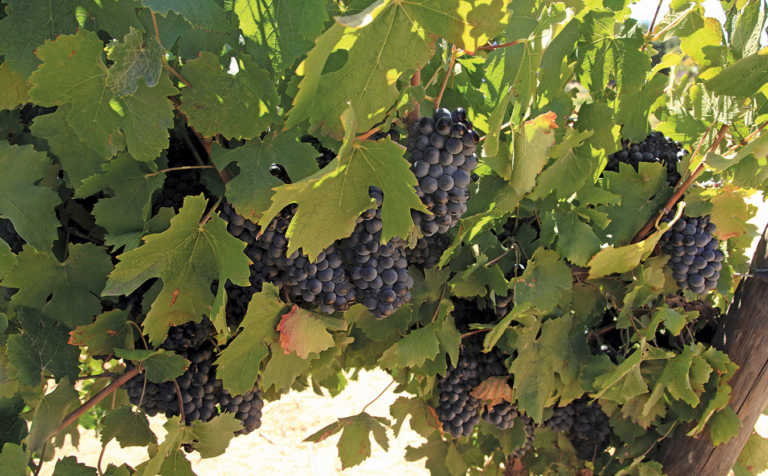 Diversification beats poor wine grape prices – Part 1