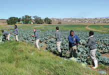 Agriculture does interest the youth