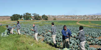 Agriculture does interest the youth