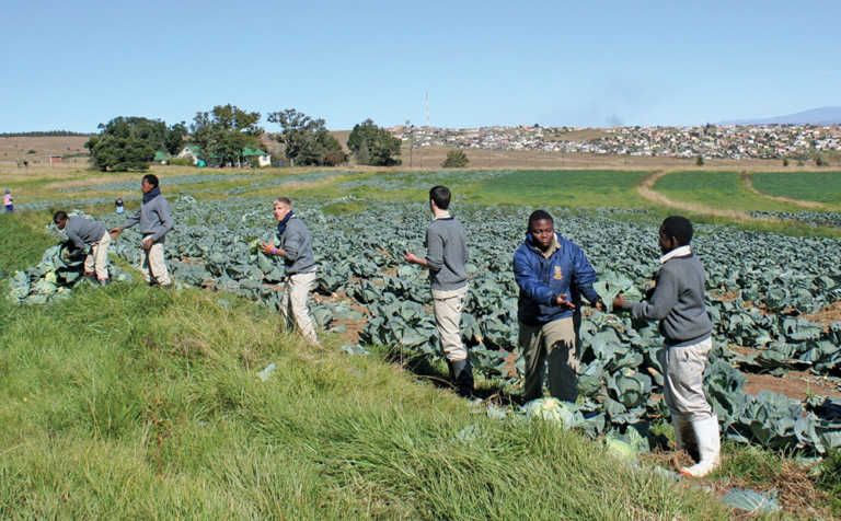 Agriculture does interest the youth