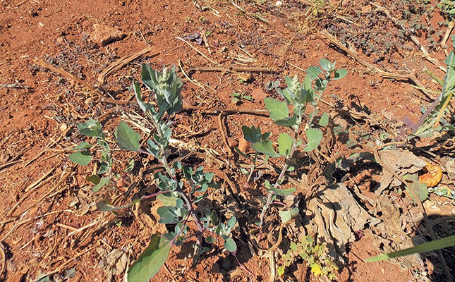 Get to know how your crop ‘thinks’ Get to know how your crop ‘thinks’