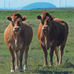 Jacre Limousins: founded on French genetics