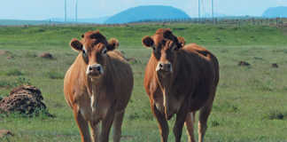 Jacre Limousins: founded on French genetics