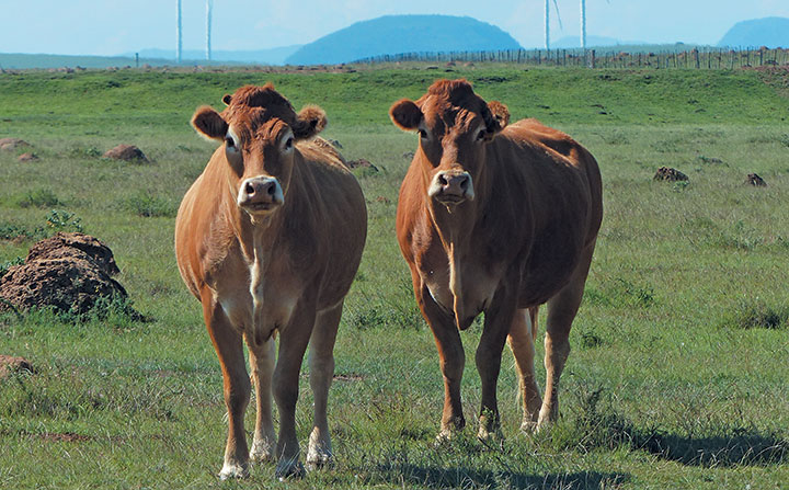 Jacre Limousins: founded on French genetics