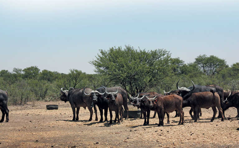 Commercial buffalo breeding: ‘It’s not just for the rich’