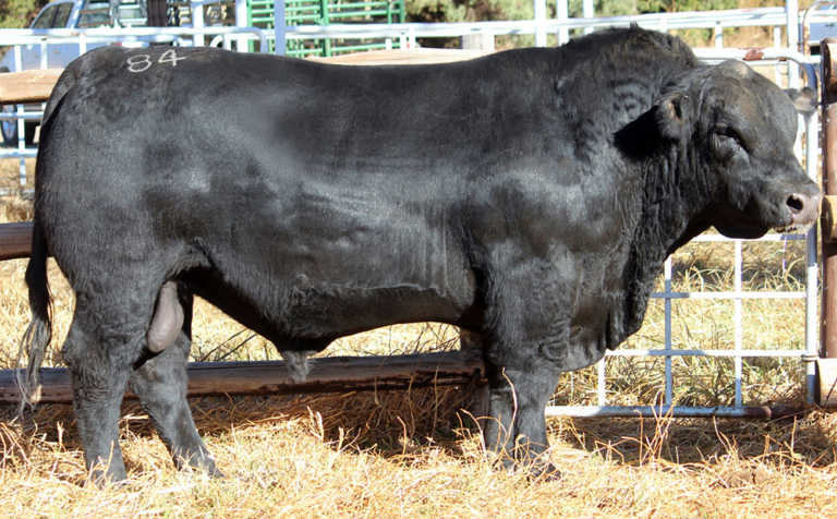 Angus bull sold for a record R140 000