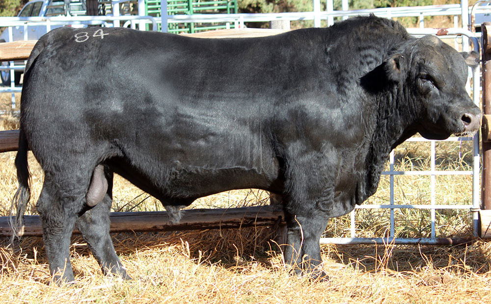 Angus bull sold for a record R140 000