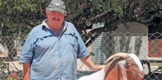 A successful Boer goat stud in the Hantam Karoo