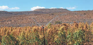 Amaranth farm trial: a high-potential crop for marginal land?