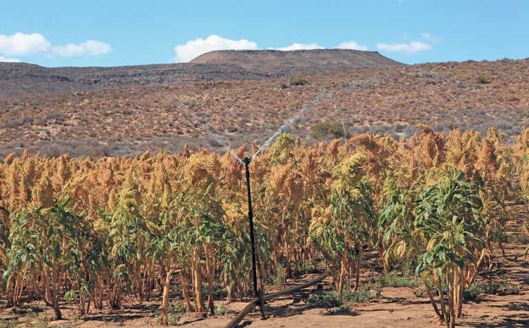 Amaranth farm trial: a high-potential crop for marginal land?