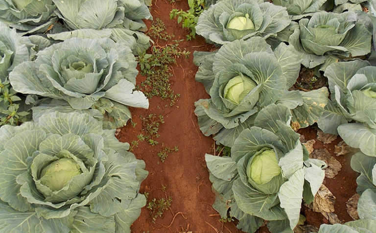 The benefits of farm trials – Part 1 The benefits of farm trials – Part 1