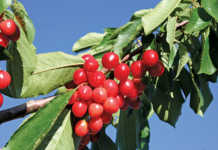 Attention to detail – key to successful cherry farming